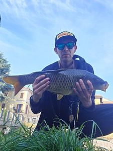Common Carp