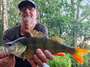 European Perch