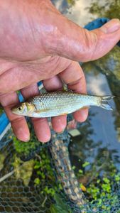 Common Dace