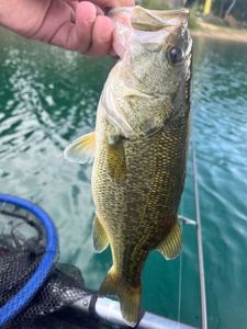 Largemouth Bass
