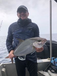 Southern Yellowtail