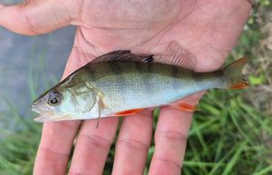 European Perch