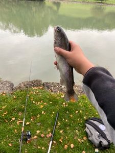 Rainbow Trout