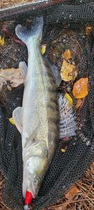Zander