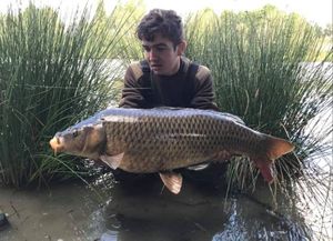 Common Carp