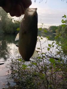 Largemouth Bass