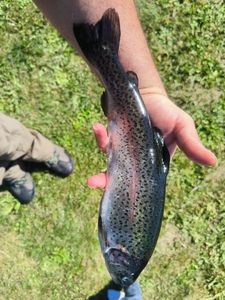 Rainbow Trout