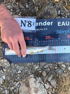 Arctic Char