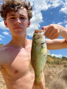 Largemouth Bass