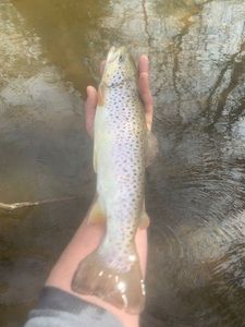 Brown Trout