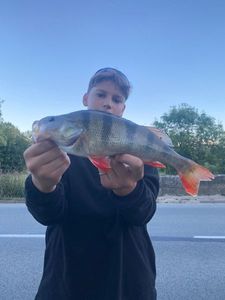 European Perch