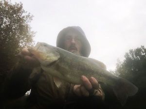 Largemouth Bass