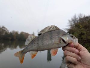 European Perch