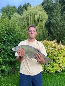 Common Bream