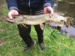 Northern Pike