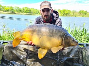 Mirror Carp