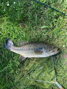 Largemouth Bass