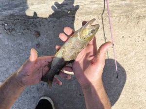 Brown Trout