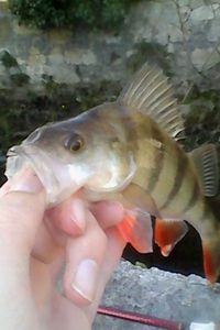 European Perch