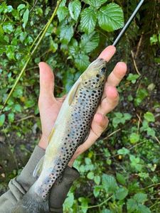 Brown Trout