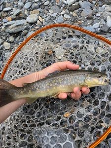 Brown Trout