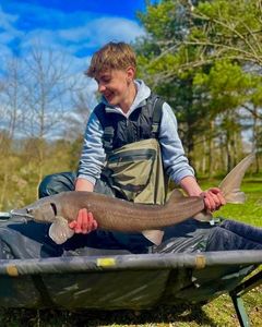 Sturgeon