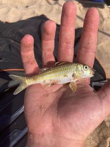 Surmullet