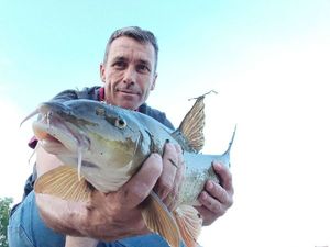 Barbel
