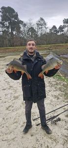 European Perch