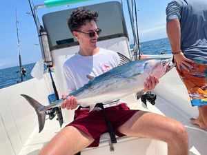 Atlantic Bonito