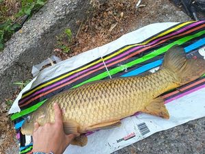 Common Carp