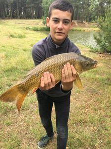 Common Carp
