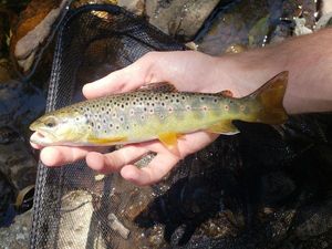 Brown Trout