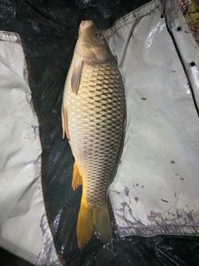 Common Carp