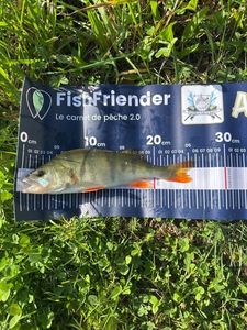 European Perch