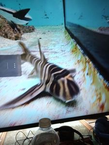 Zebra horn shark