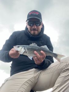 European Bass (Seabass)