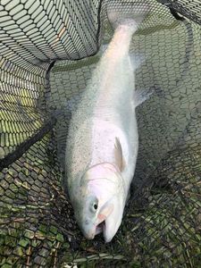 Rainbow Trout