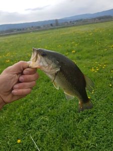 Largemouth Bass