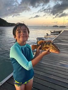 Ballan Wrasse