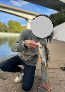 European Perch