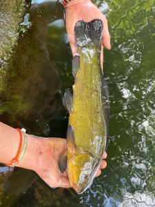 Tench