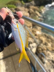 Yellowtail Snapper