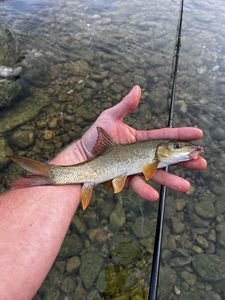Barbel