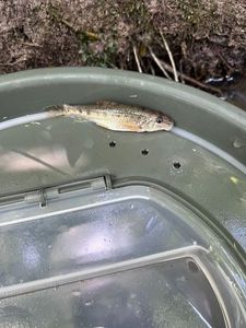 Gudgeon