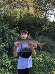Barbel
