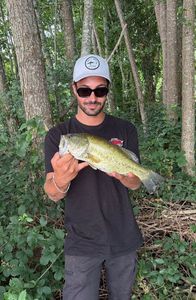 Largemouth Bass