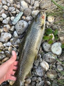 Brown Trout