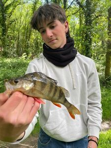 European Perch
