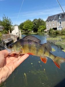 European Perch